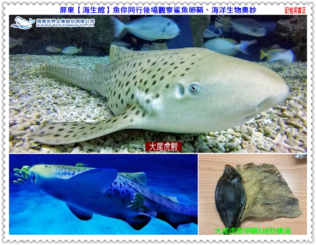 屏東【海生館】魚你同行後場觀察鯊魚卵鞘、探索海洋奧妙＠全球華僑報- 中華全球華僑總會官方網站，全球華僑報