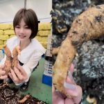 秦嶺天麻扎根丹鳳 特色產業助力鄉村發展